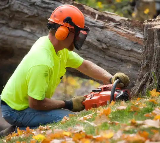 tree services Searingtown